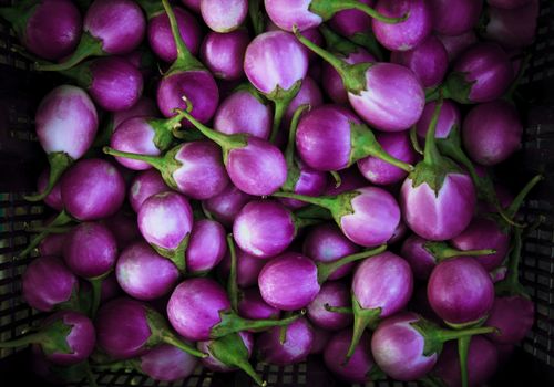 purple eggplant violet king 