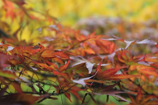 a Japanese maple in autumn warm colors