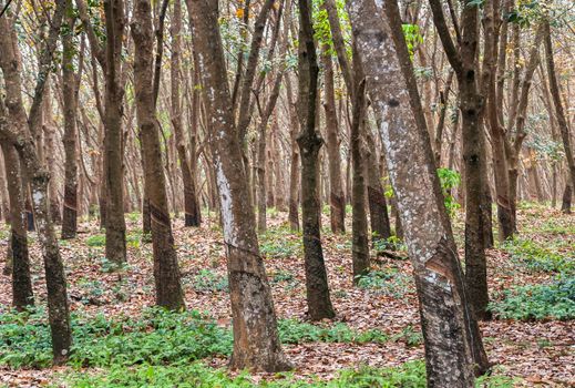 Rubber trees in forest of Sri Lanka