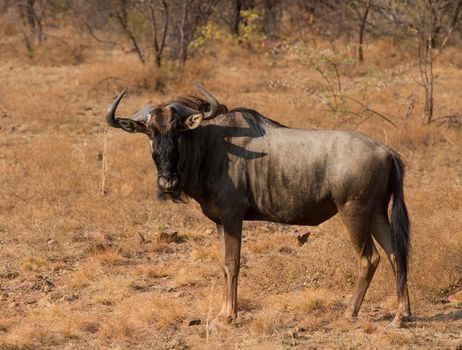 Wildebeest standing on the African grass plains