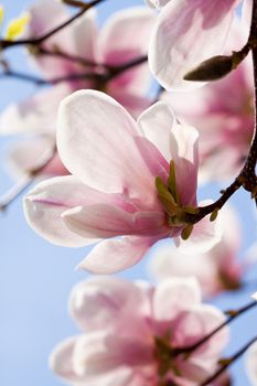 beautiful blooming pink magnolia tree blue sky in spring outdoor