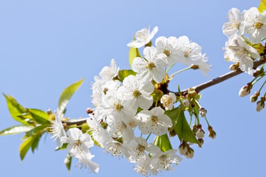 beautiful white blossom in spring easter outdoor apple tree