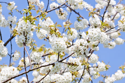 beautiful white blossom in spring easter outdoor apple tree