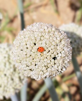 a ladybug on a flower close-up of onions