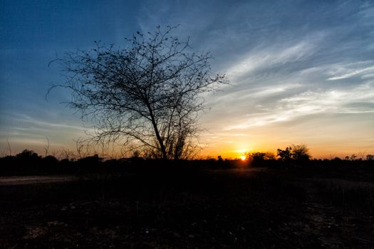 tree in field dry season in thailand sunset time