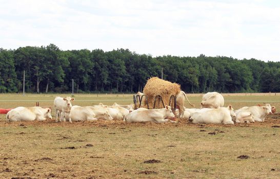 number of cows lying in a meadow