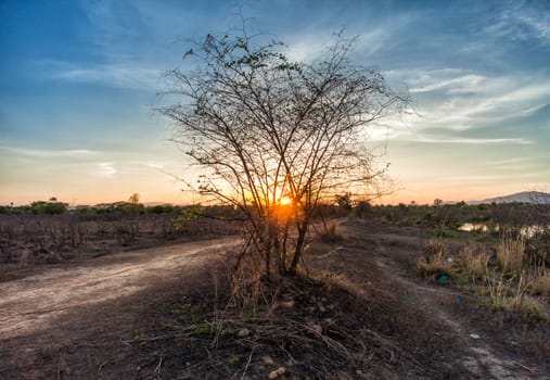 tree in field dry season in thailand sunset time