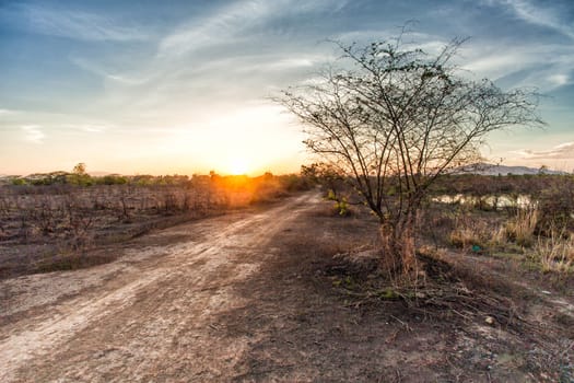 tree in field dry season in thailand sunset time