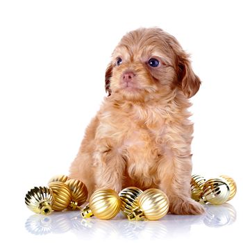 Puppy in a wattled basket with New Year's balls. Puppy of a decorative doggie. Decorative dog. Puppy of the Petersburg orchid on a white background