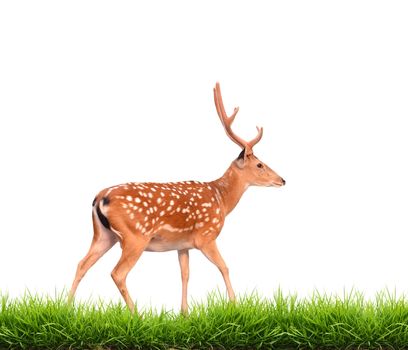 sika deer with green grass isolated on white background