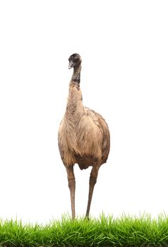 emu with green grass isolated on white background