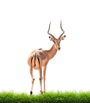 impala with green grass isolated on white background