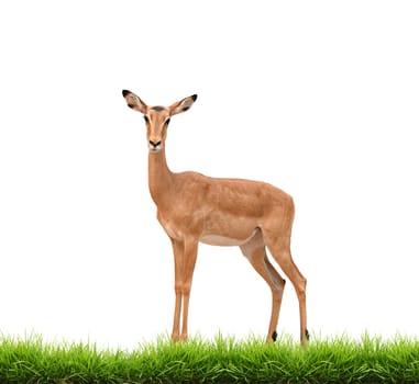 impala with green grass isolated on white background