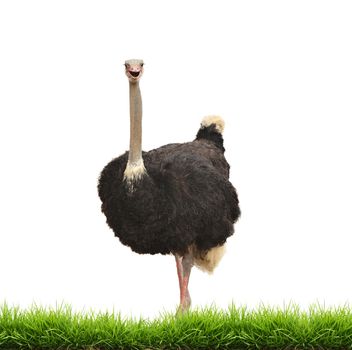 ostrich with green grass isolated on white background