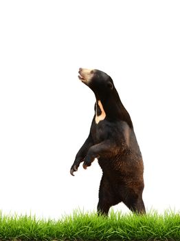 malayan sun bear with green grass isolated on white background