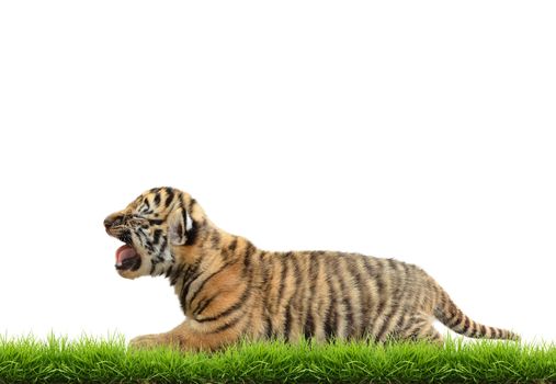 baby bangal tiger with green grass isolated on white background