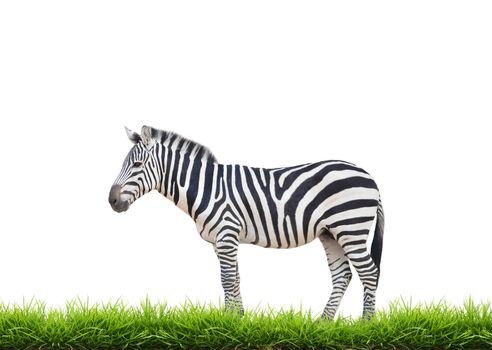 zebra with green grass isolated on white background