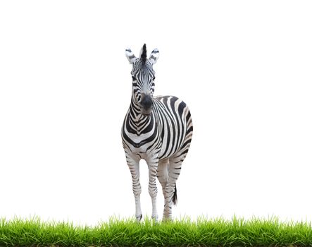 zebra with green grass isolated on white background