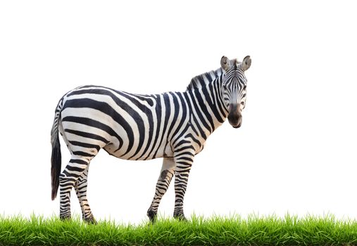 zebra with green grass isolated on white background