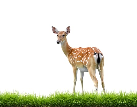 sikadeer with green grass isolated on white background