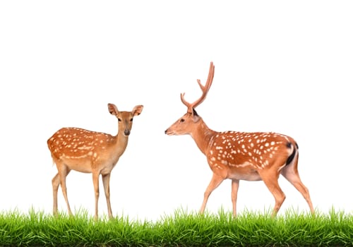 sika deer with green grass isolated on white background