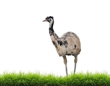 emu with green grass isolated on white background