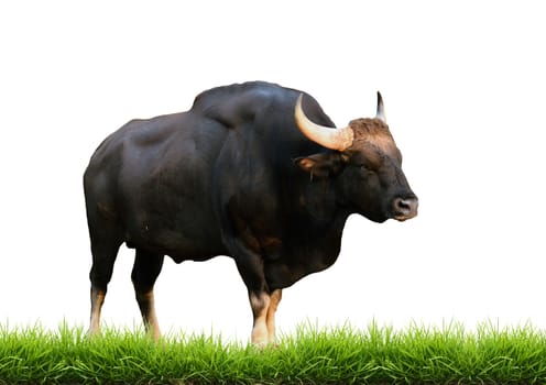 gaur with green grass isolated on white background