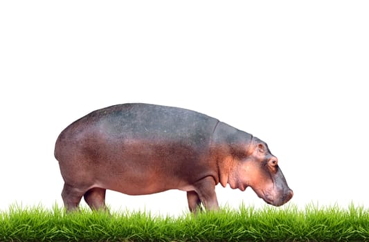 hippopotamus with green grass isolated on white background