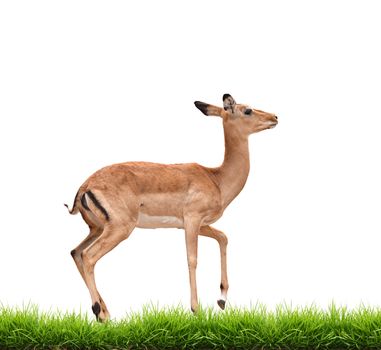 impala with green grass isolated on white background