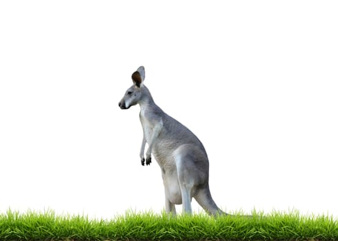 grey kangaroo with green grass isolated on white background