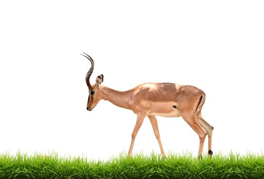 impala with green grass isolated on white background