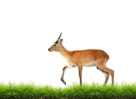 red lechwe with green grass isolated on white background