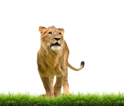 male lion with green grass isolated on white background