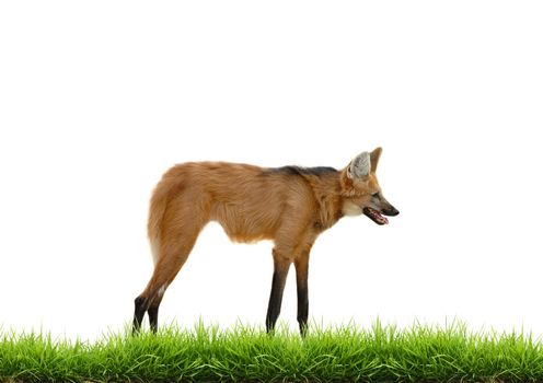 maned wolf with green grass isolated on white background