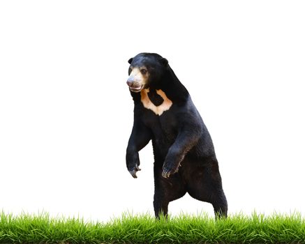 malayan sun bear with green grass isolated on white background