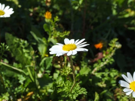 Images of margarita sun flowers with vivid colors