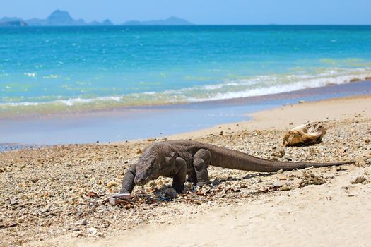 Komodo Dragon walking at the beach on Komodo Island