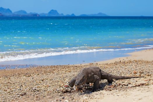 Komodo Dragon walking at the beach on Komodo Island