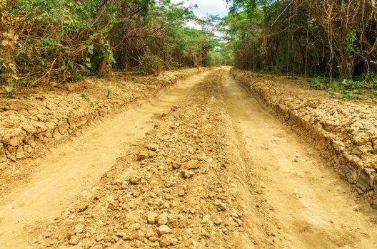 A rough dirt road passing through trees in an arid region in La Guajira, Colombia