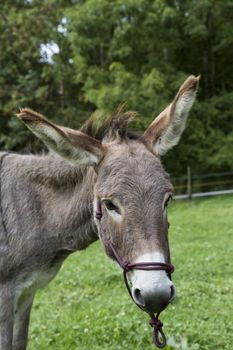 portrait shot of single donkey in green meadow
