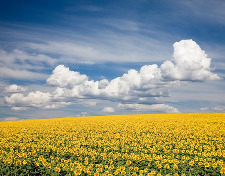 A field of sunflowers, in the south of France.