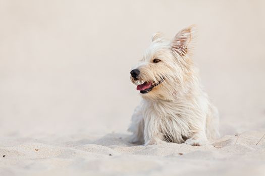 Cute golden dog laying at the beach on a sunny day.