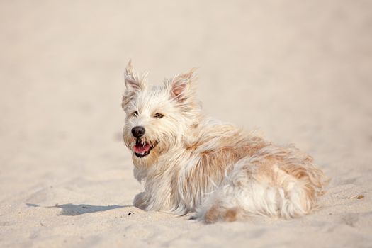 Cute golden dog laying at the beach on a sunny day.