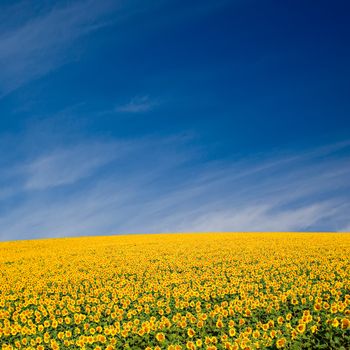 A field of sunflowers, in the south of France.