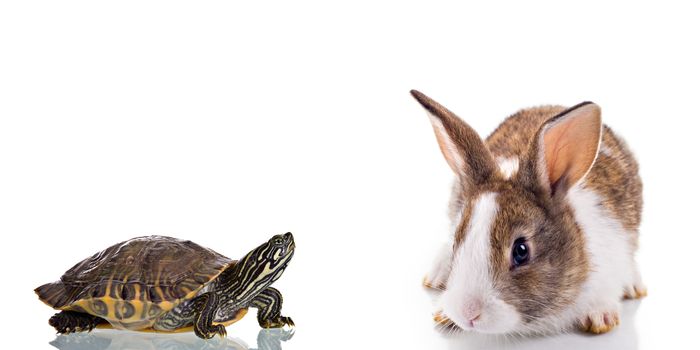 Cute Bunny and Turtle, isolated on white background. Concept: Competition