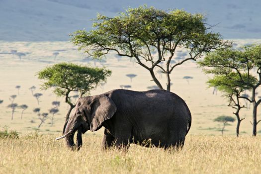 Elephant walking through the Savannah in Massai Mara, Kenya.