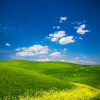 Beautiful view of a green field with yellow flowers in Tuscany, Italy.