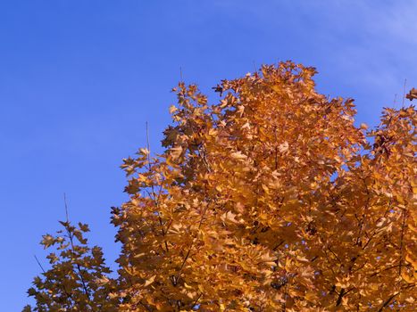 Detail of the autumn branch of maple tree