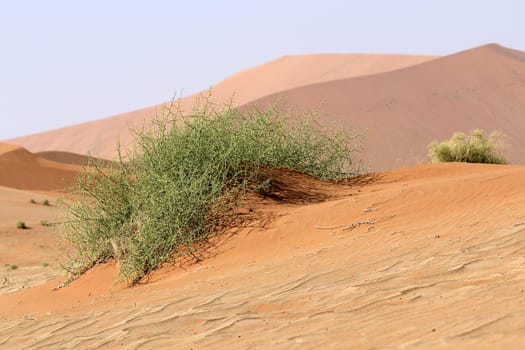 "Nara" Xerophytic plant (Acanthosicyos horrida) in the sandy Namib Desert. South African Plateau, Central Namibia