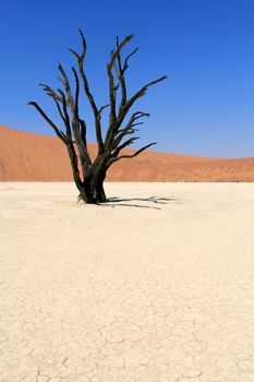 Sossusvlei dead valley landscape in the Nanib desert near Sesriem, Namibia 